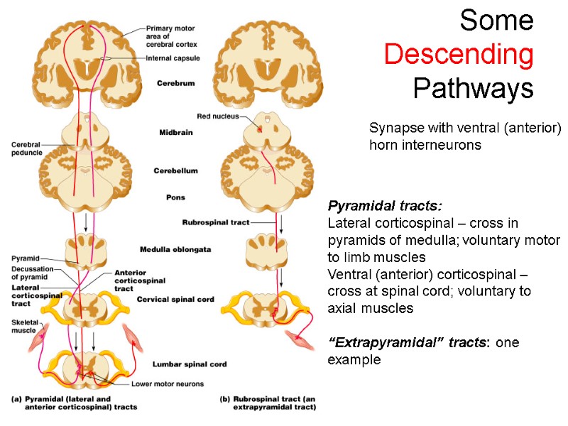 Some Descending Pathways Pyramidal tracts:  Lateral corticospinal – cross in pyramids of medulla;